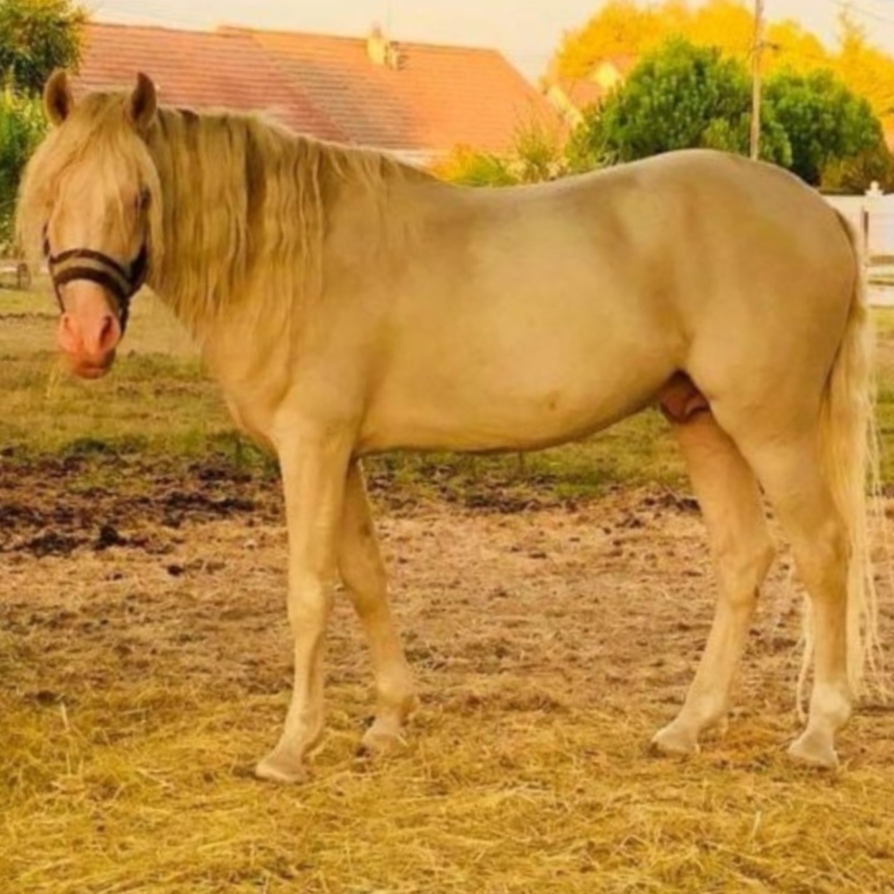 Image de l'annonce Poney pour loisir/compétition 