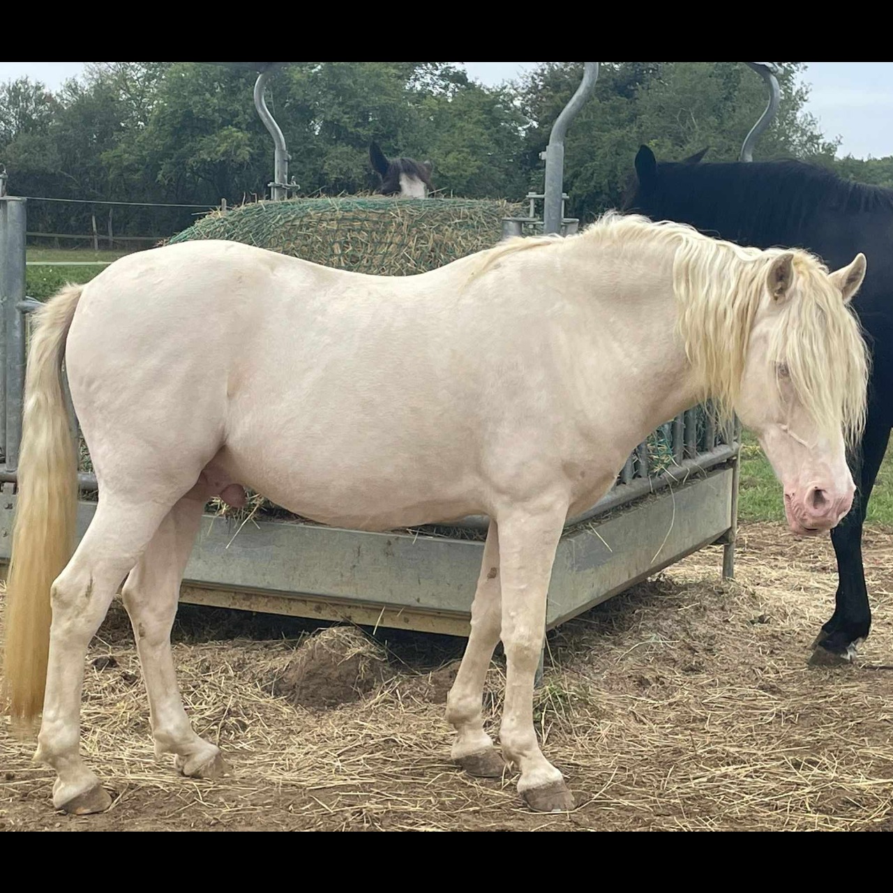 Image de l'annonce Poney pour loisir/compétition 