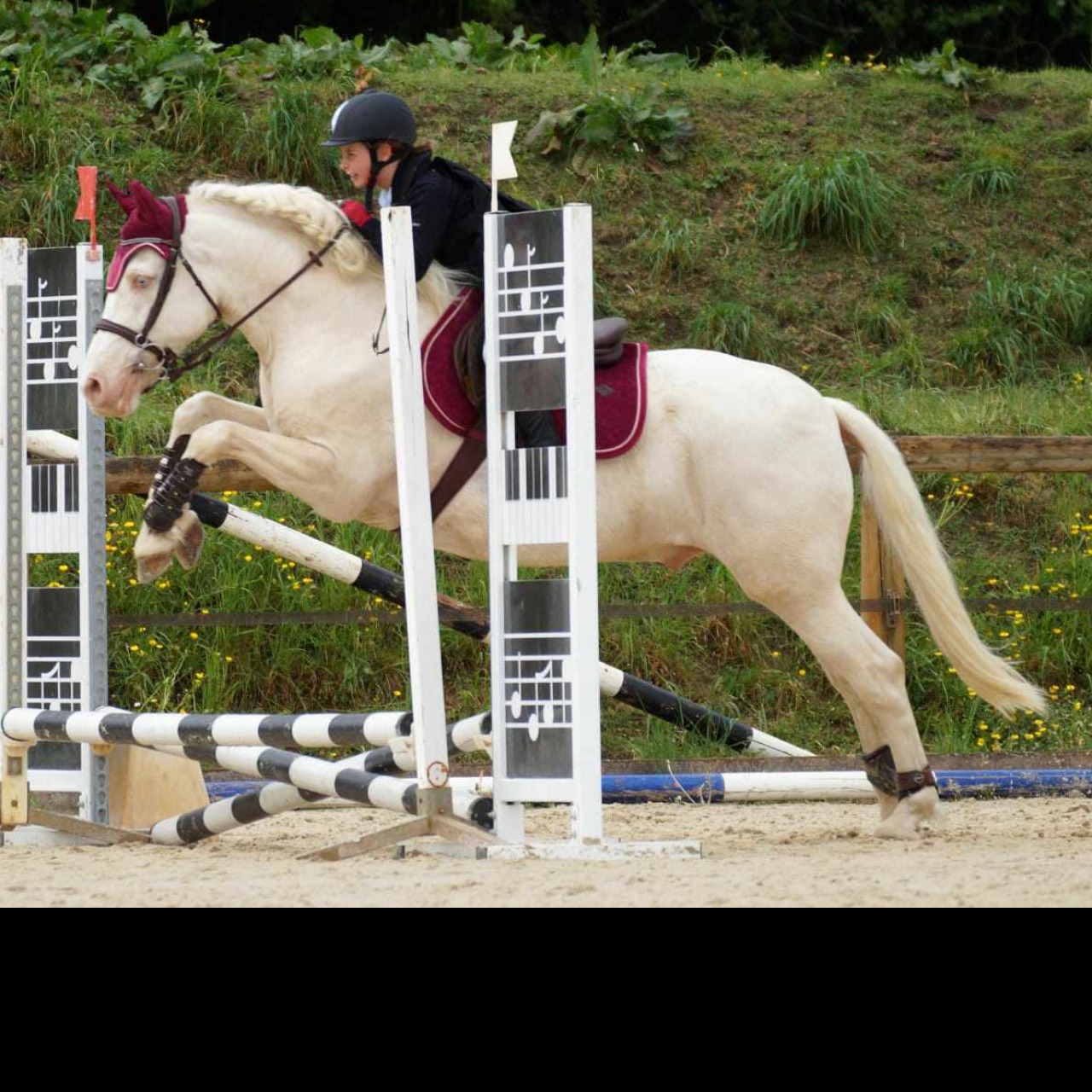 Image de l'annonce Poney pour loisir/compétition 