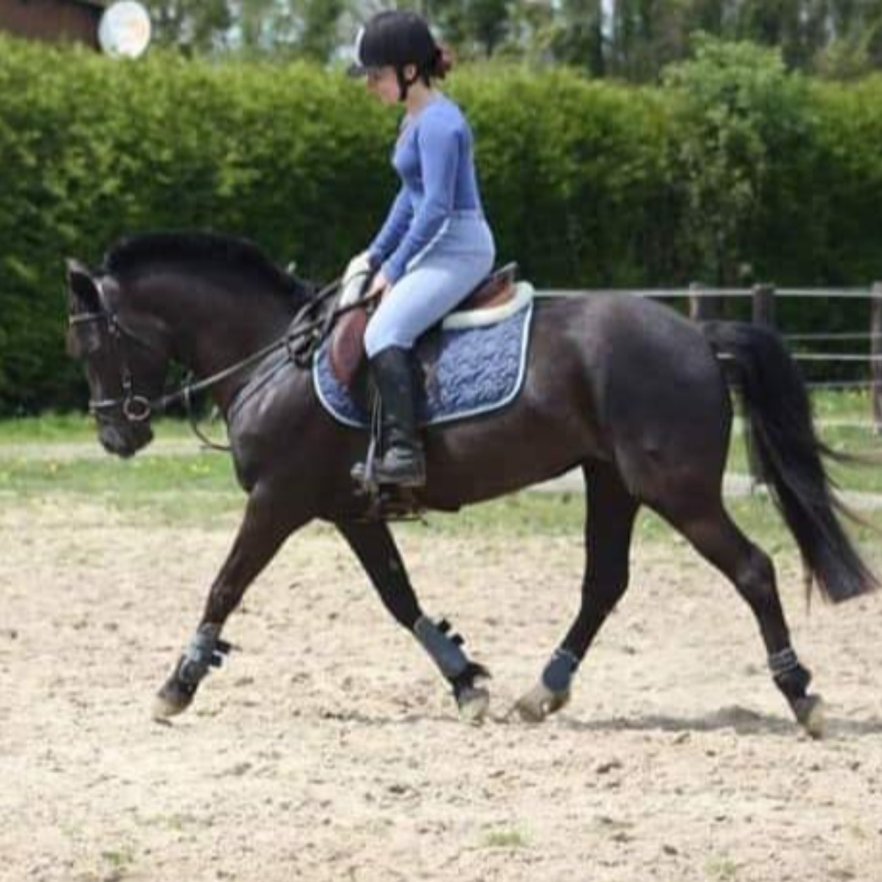 Image de l'annonce Superbe poulain isabelle