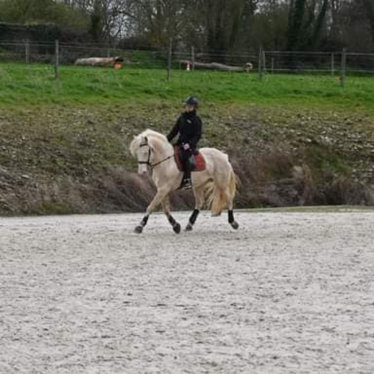 Image de l'annonce Superbe poulain isabelle