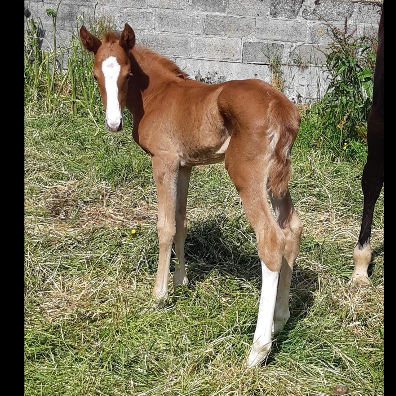 Image de l'annonce Poulain top origines pere de double vice champion de France