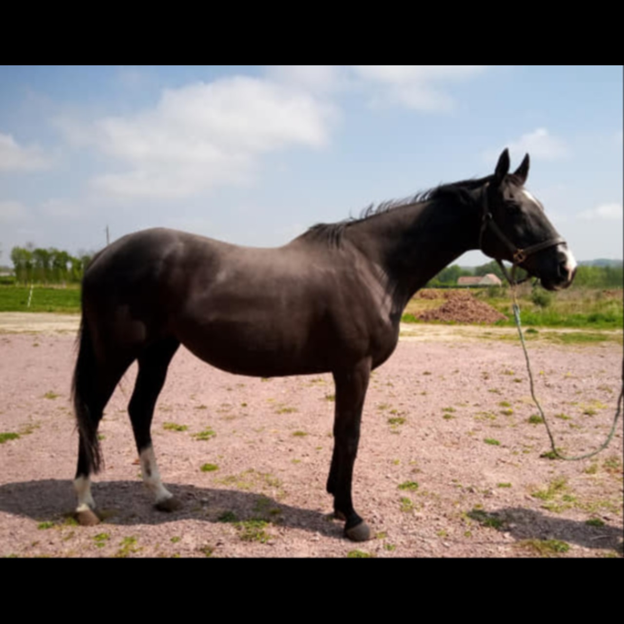 Image de l'annonce Poulain top origines pere de double vice champion de France