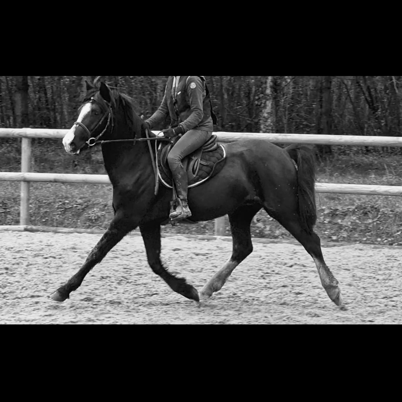 Image de l'annonce Poulain top origines pere de double vice champion de France