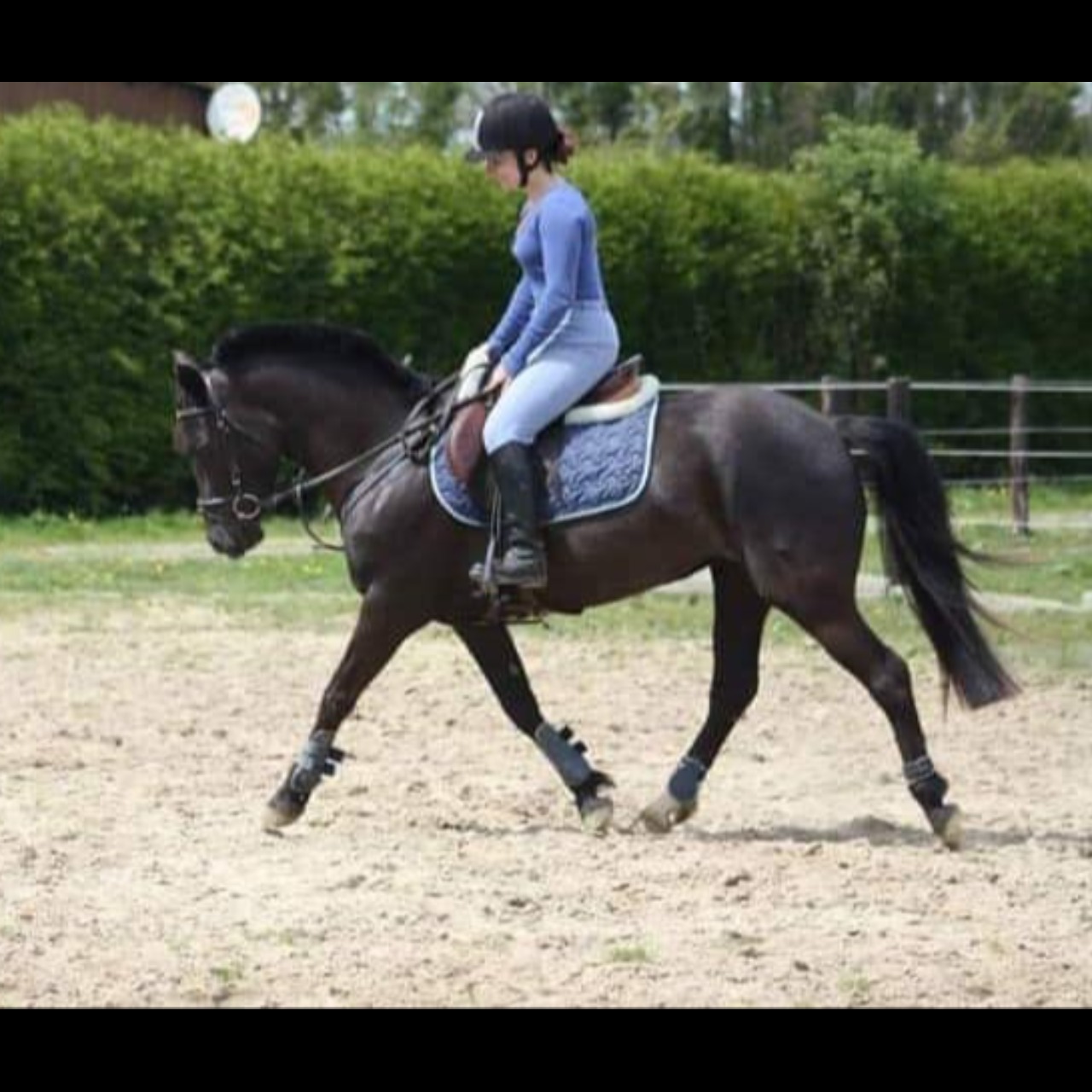 Image de l'annonce Poulain top origines pere de double vice champion de France