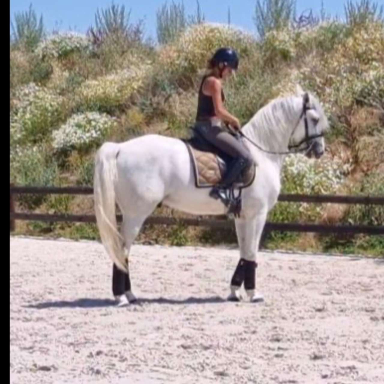 Image de l'annonce Cheval de dressage - Lusitanien 