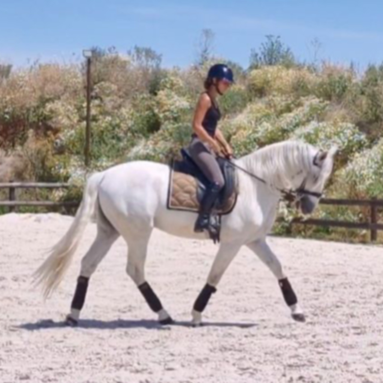 Image de l'annonce Cheval de dressage - Lusitanien 