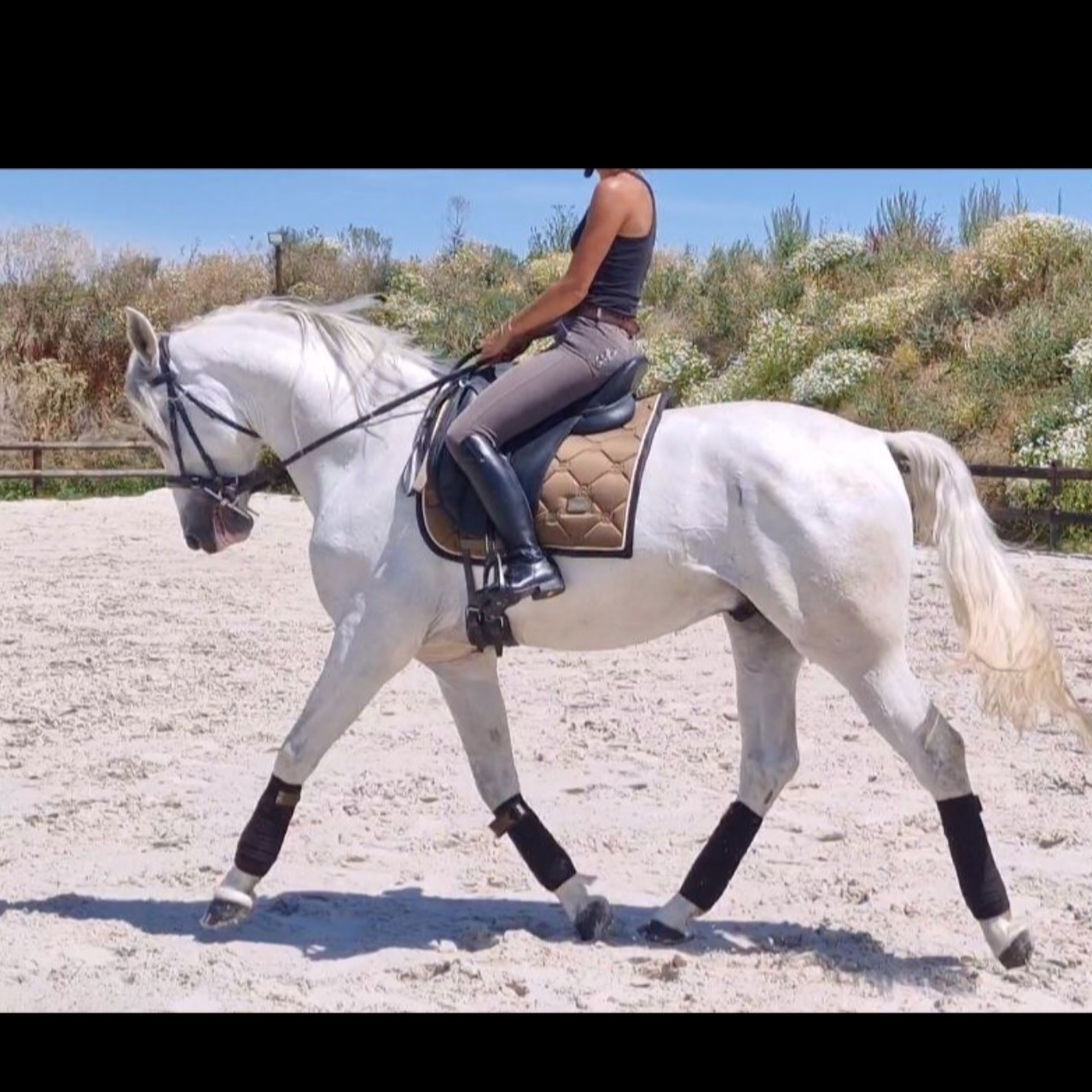 Image de l'annonce Cheval de dressage - Lusitanien 