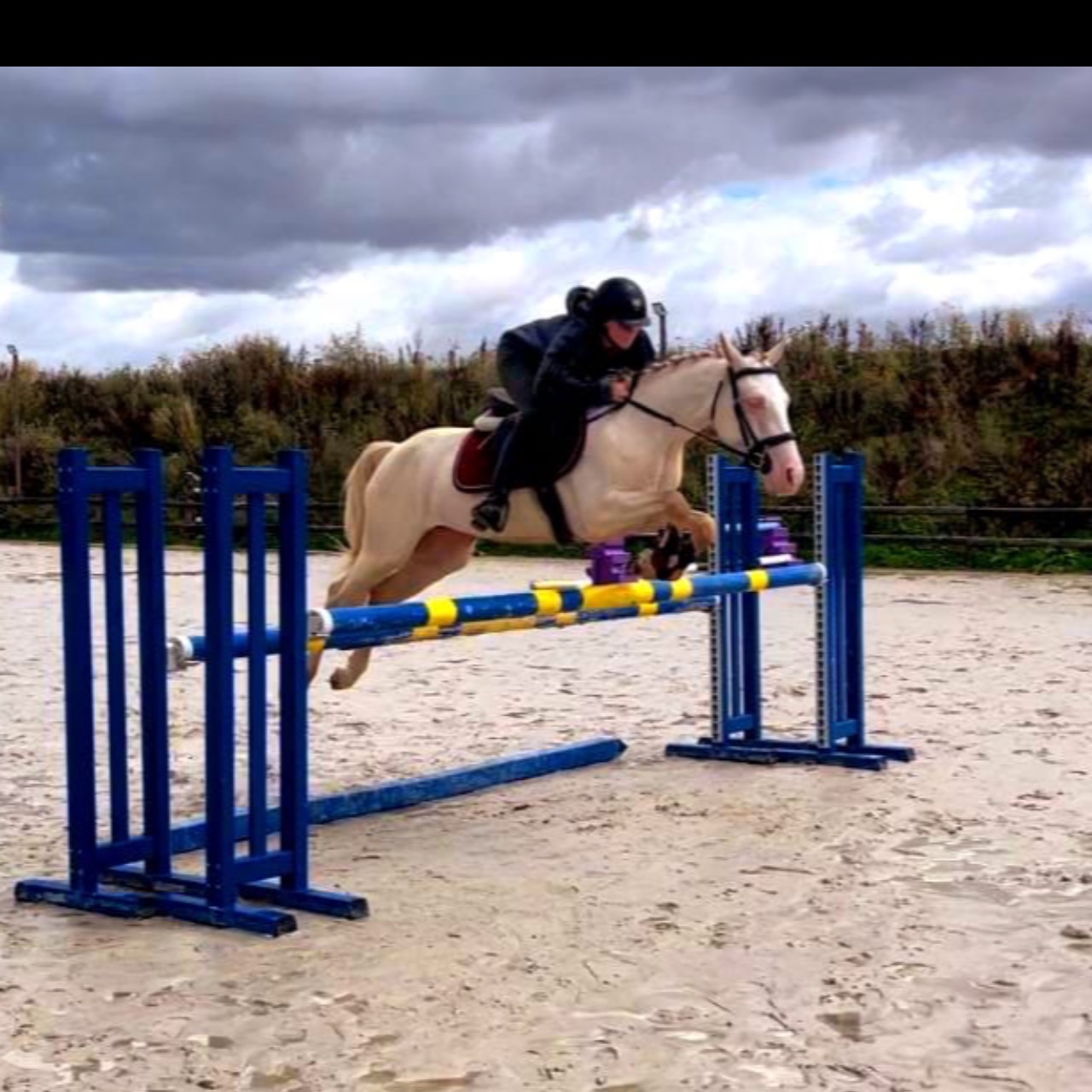 Image de l'annonce Poney D cremello aux yeux bleus