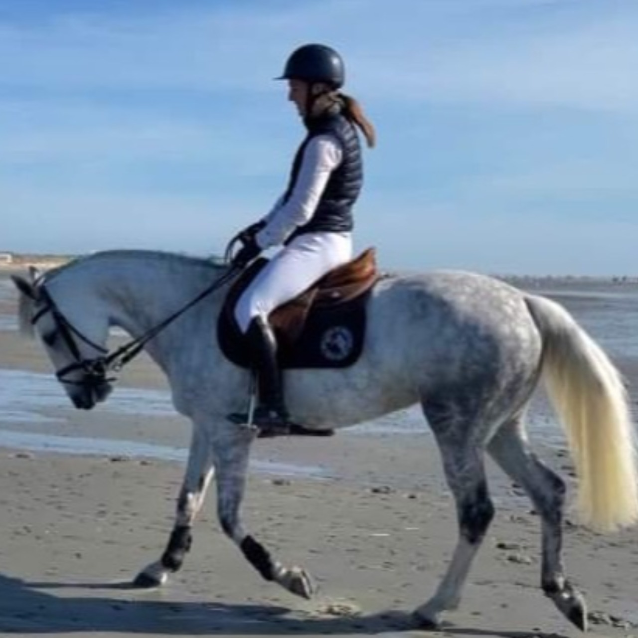Image de l'annonce Jument/Ponette 10 ans 1,50m, bonne souche