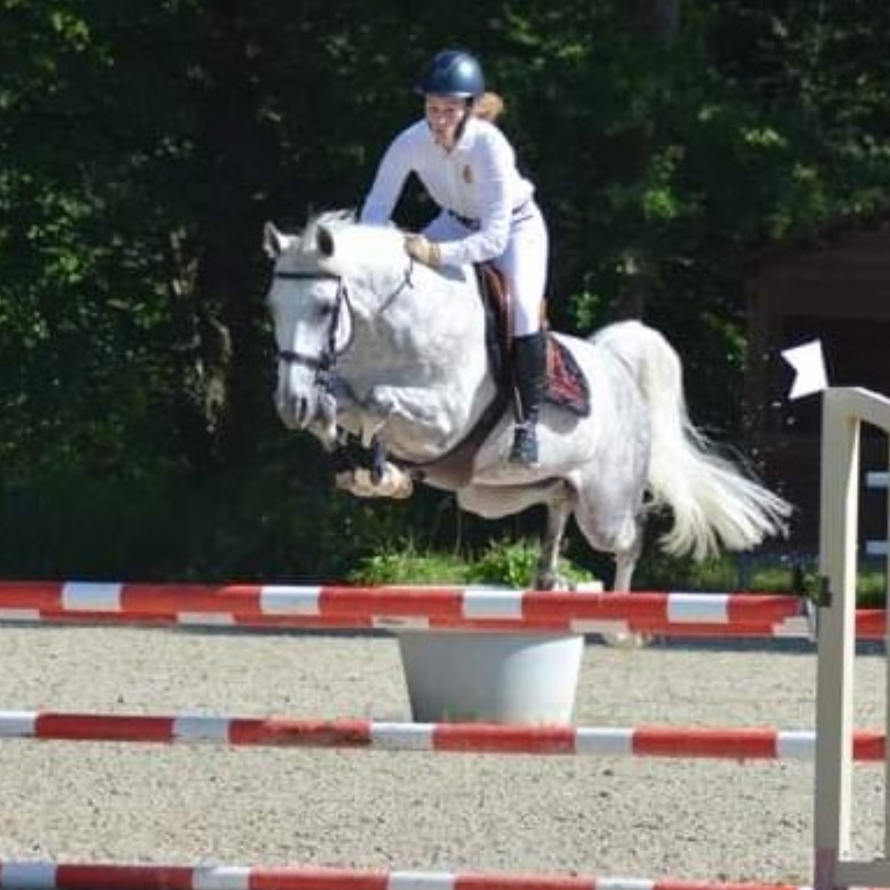 Image de l'annonce Jument/Ponette 10 ans 1,50m, bonne souche