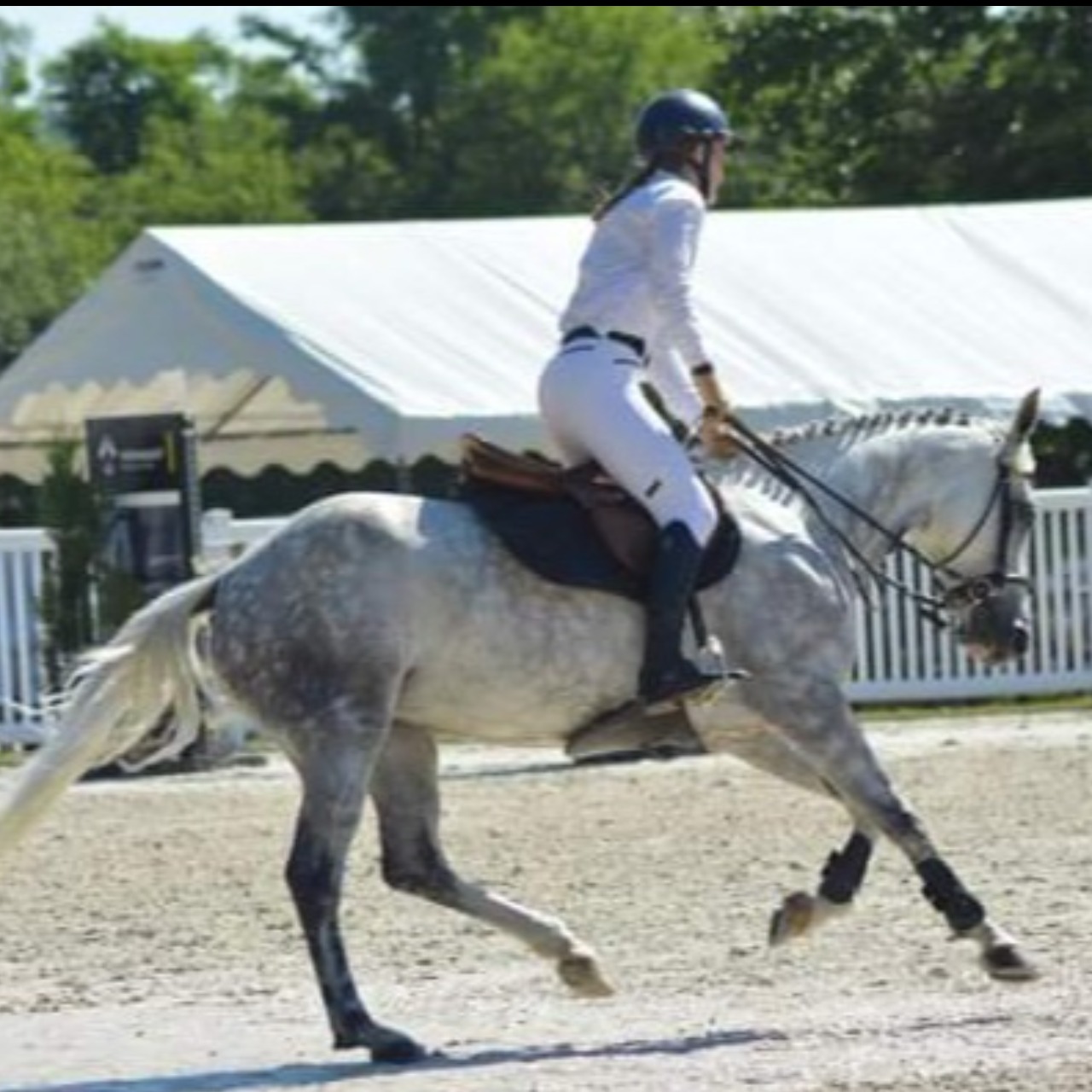 Image de l'annonce Jument/Ponette 10 ans 1,50m, bonne souche