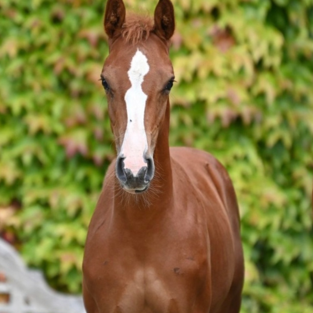 Image de l'annonce Jeune poulinière sf Casall*Delstar mail