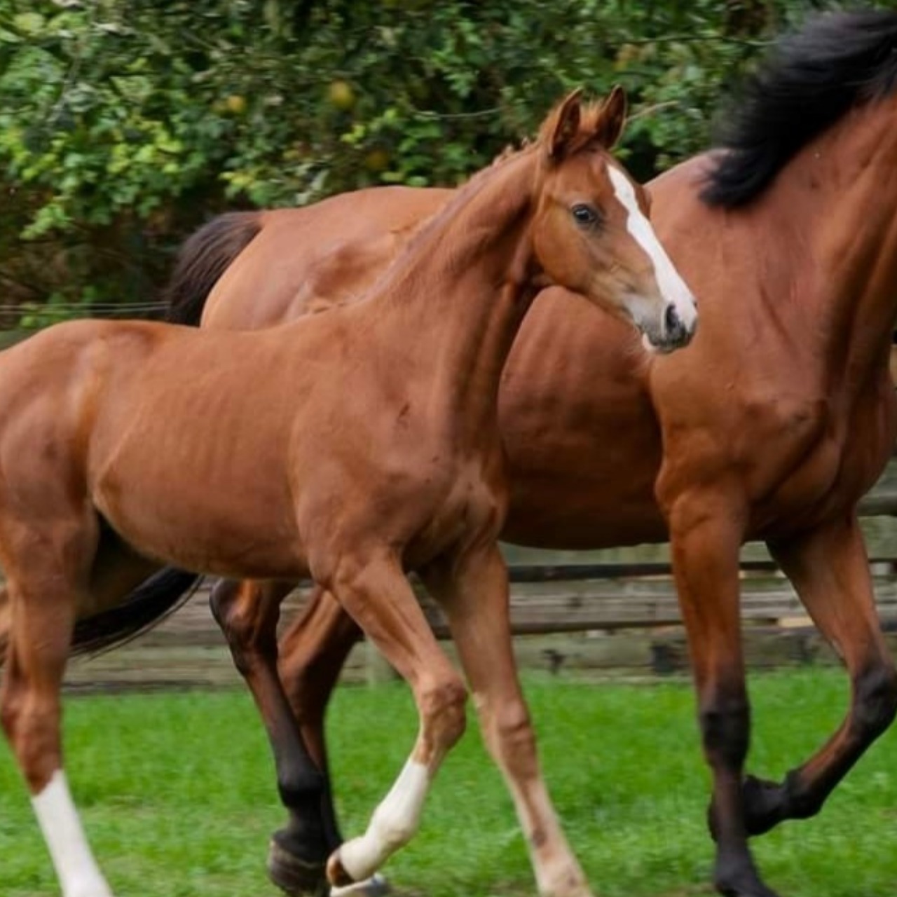 Image de l'annonce Jeune poulinière sf Casall*Delstar mail