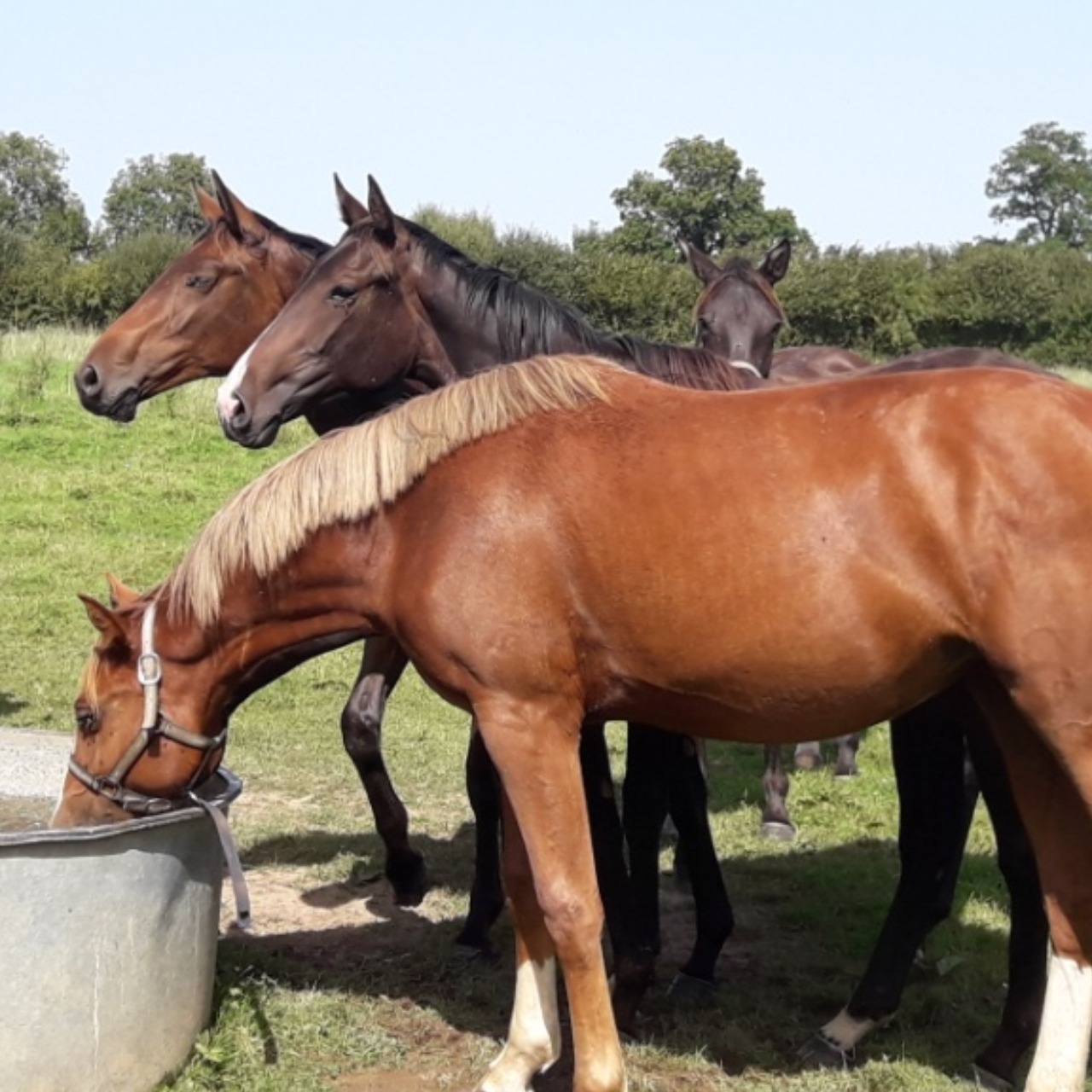 Image de l'annonce Jeune poulinière sf Casall*Delstar mail
