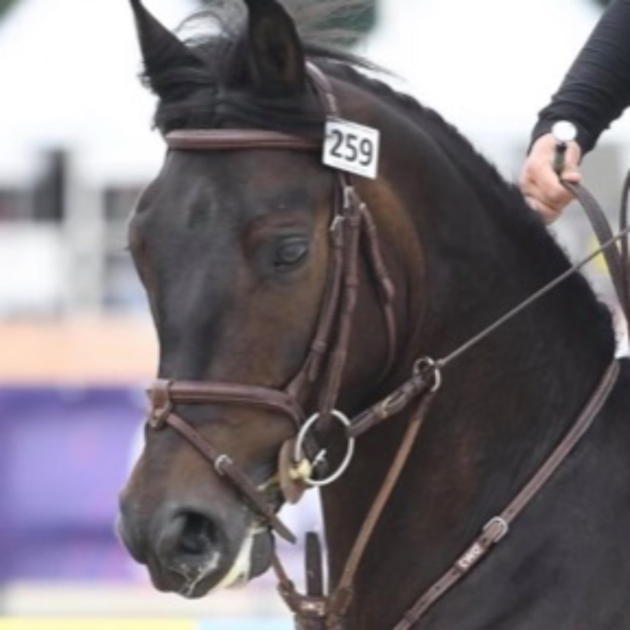 Image de l'annonce Top poney 