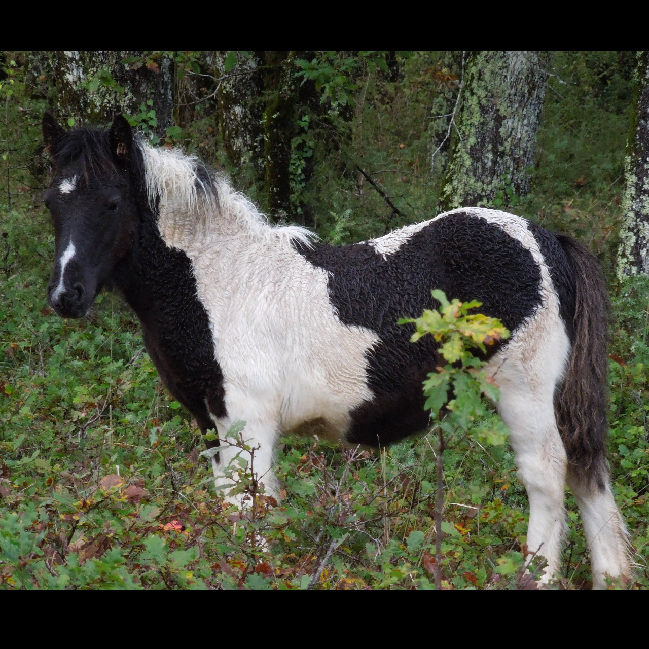 Image de l'annonce Poulain X Gysy cob