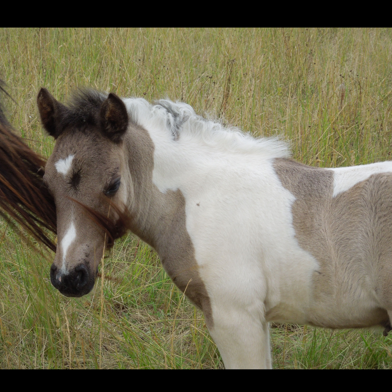 Image de l'annonce Poulain X Gysy cob