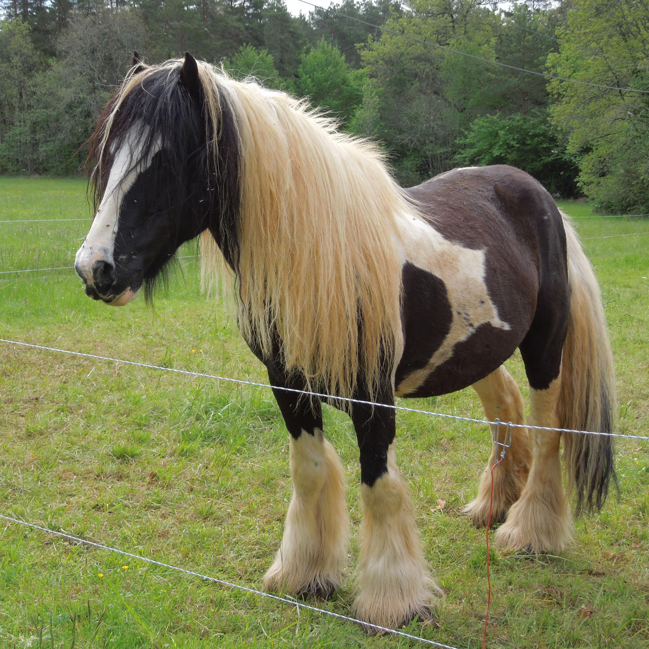 Image de l'annonce Poulain X Gysy cob