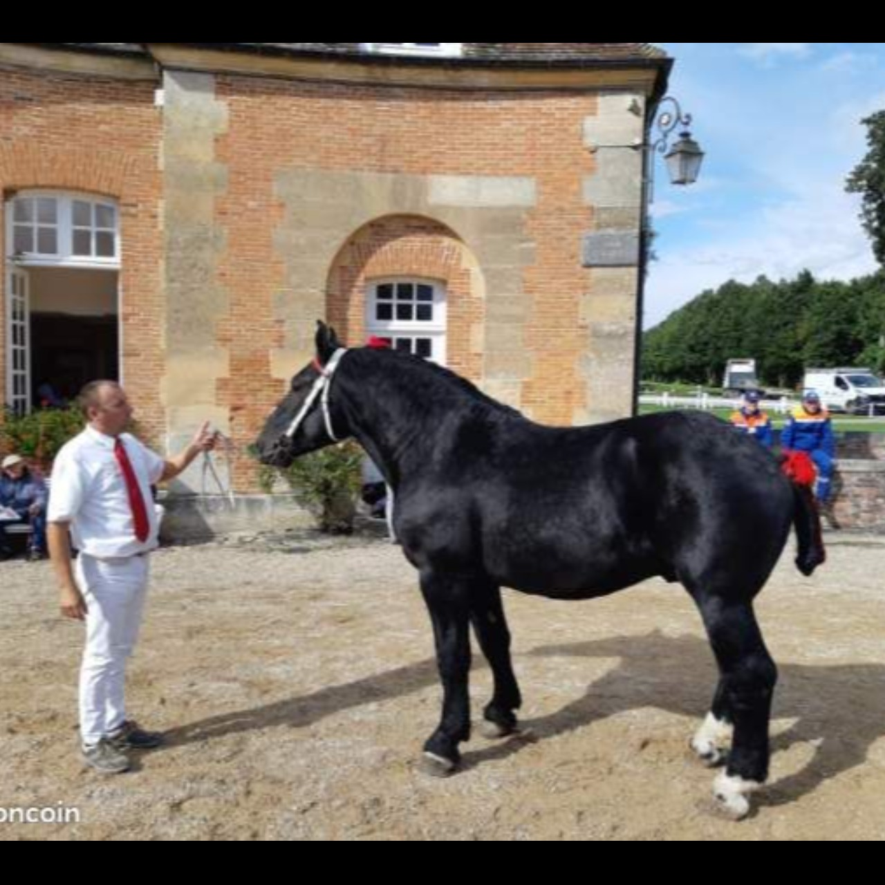 Image de l'annonce Percheron