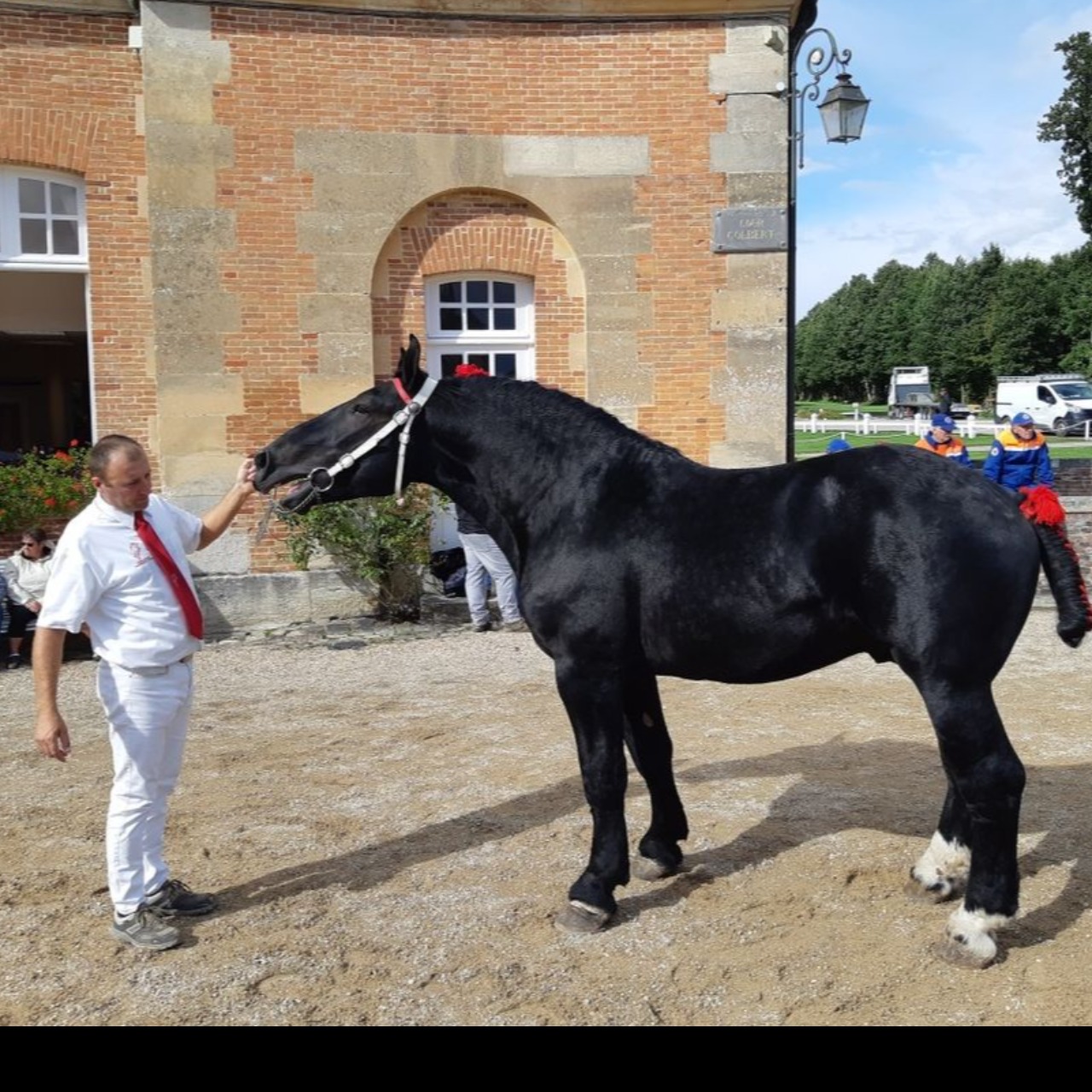 Image de l'annonce Percheron