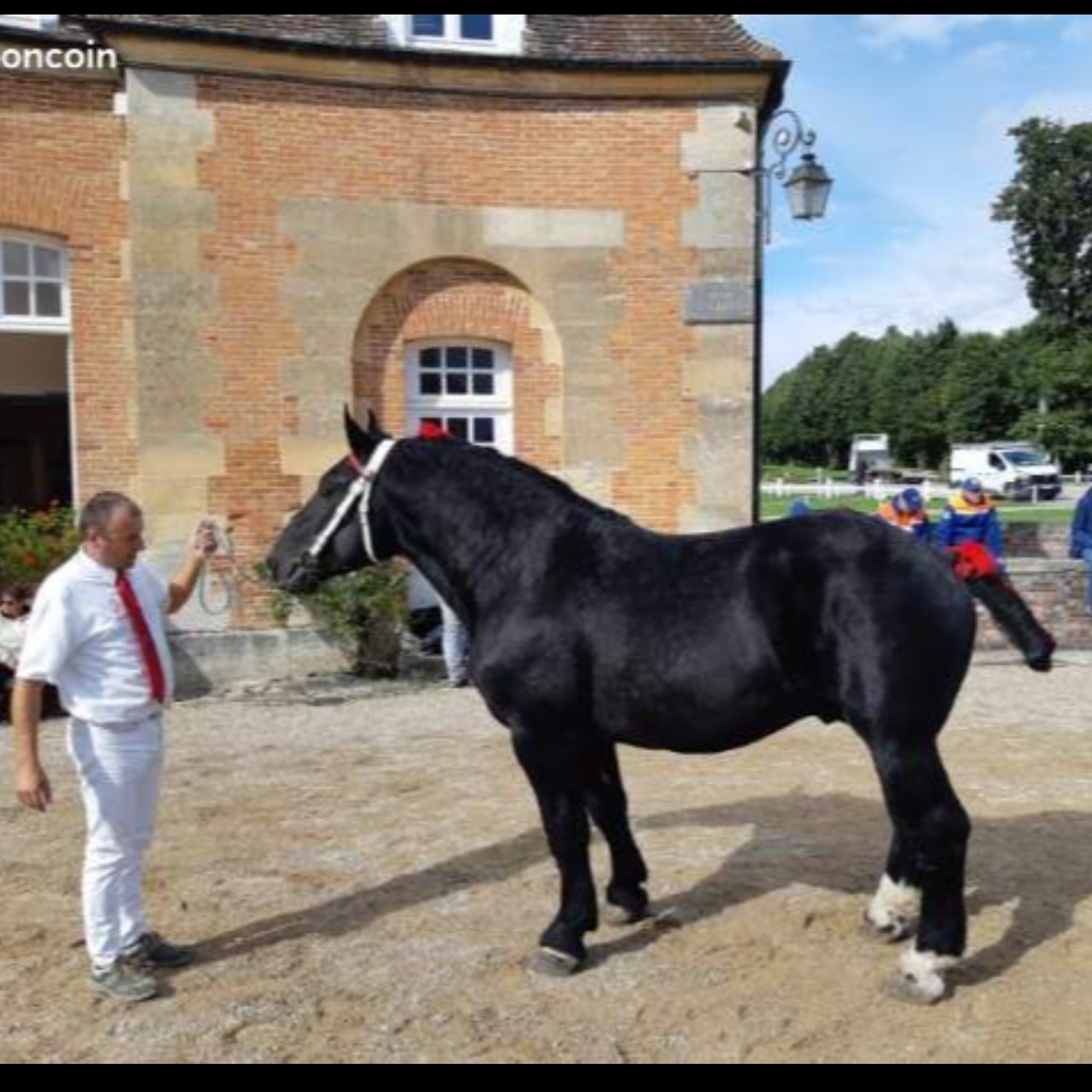 Image de l'annonce Percheron