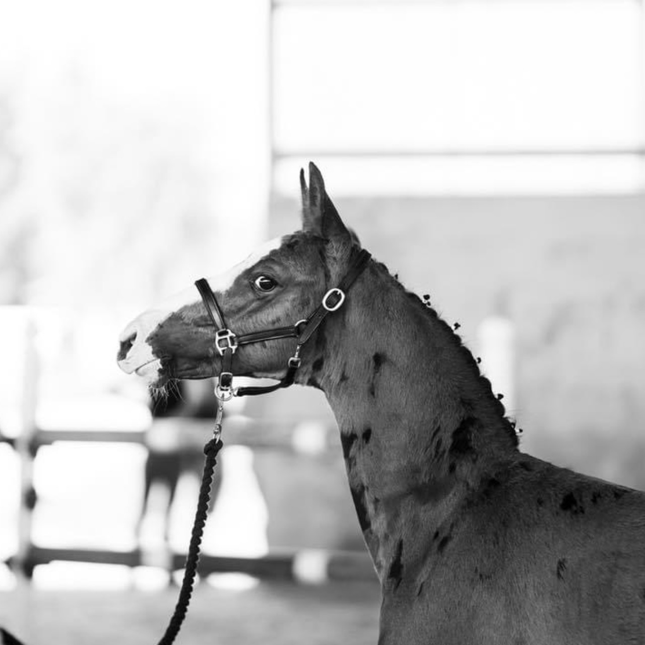 Image de l'annonce Poulain de dressage à vendre 