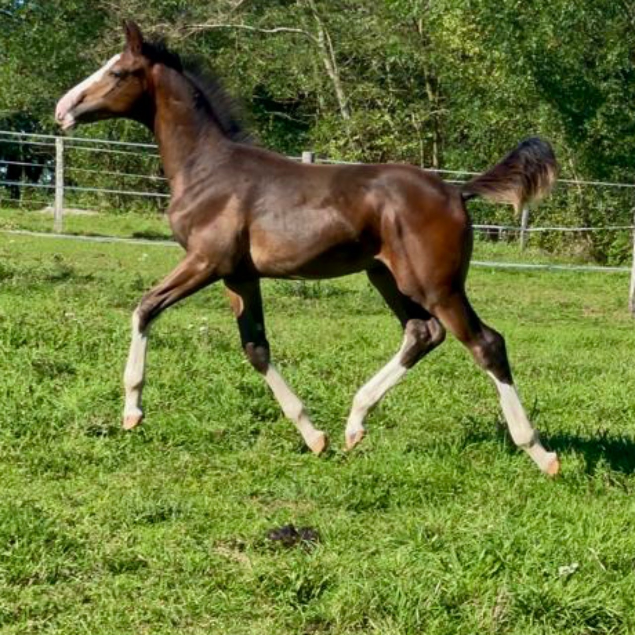 Image de l'annonce Poulain de dressage à vendre 