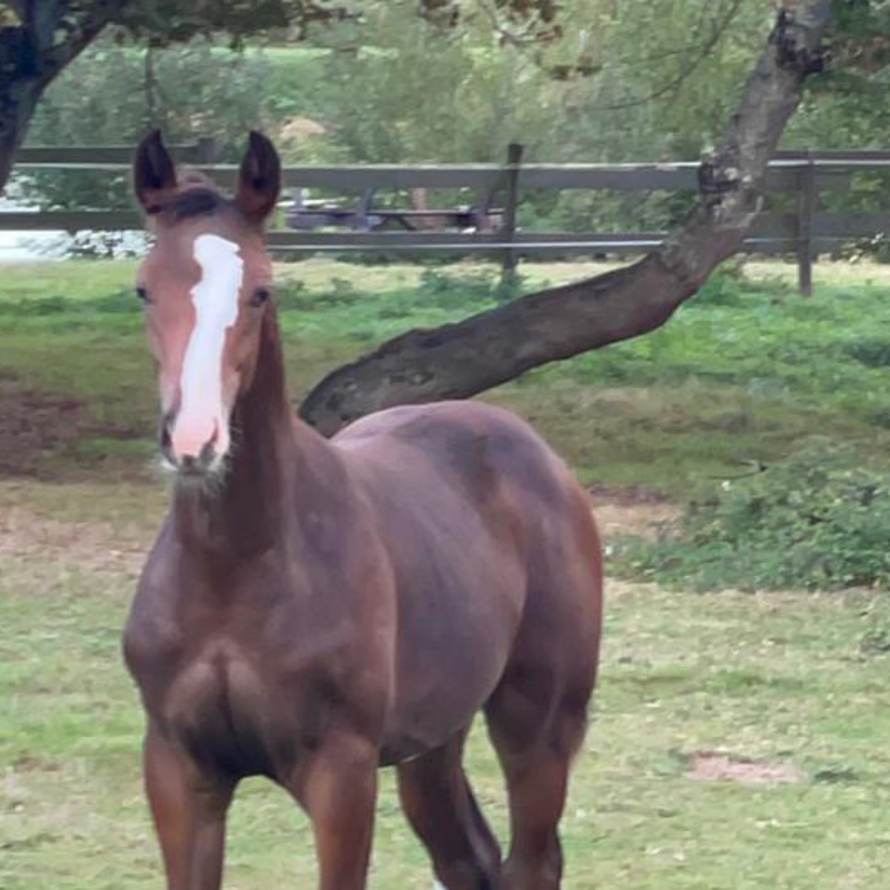 Image de l'annonce Poulain de dressage à vendre 