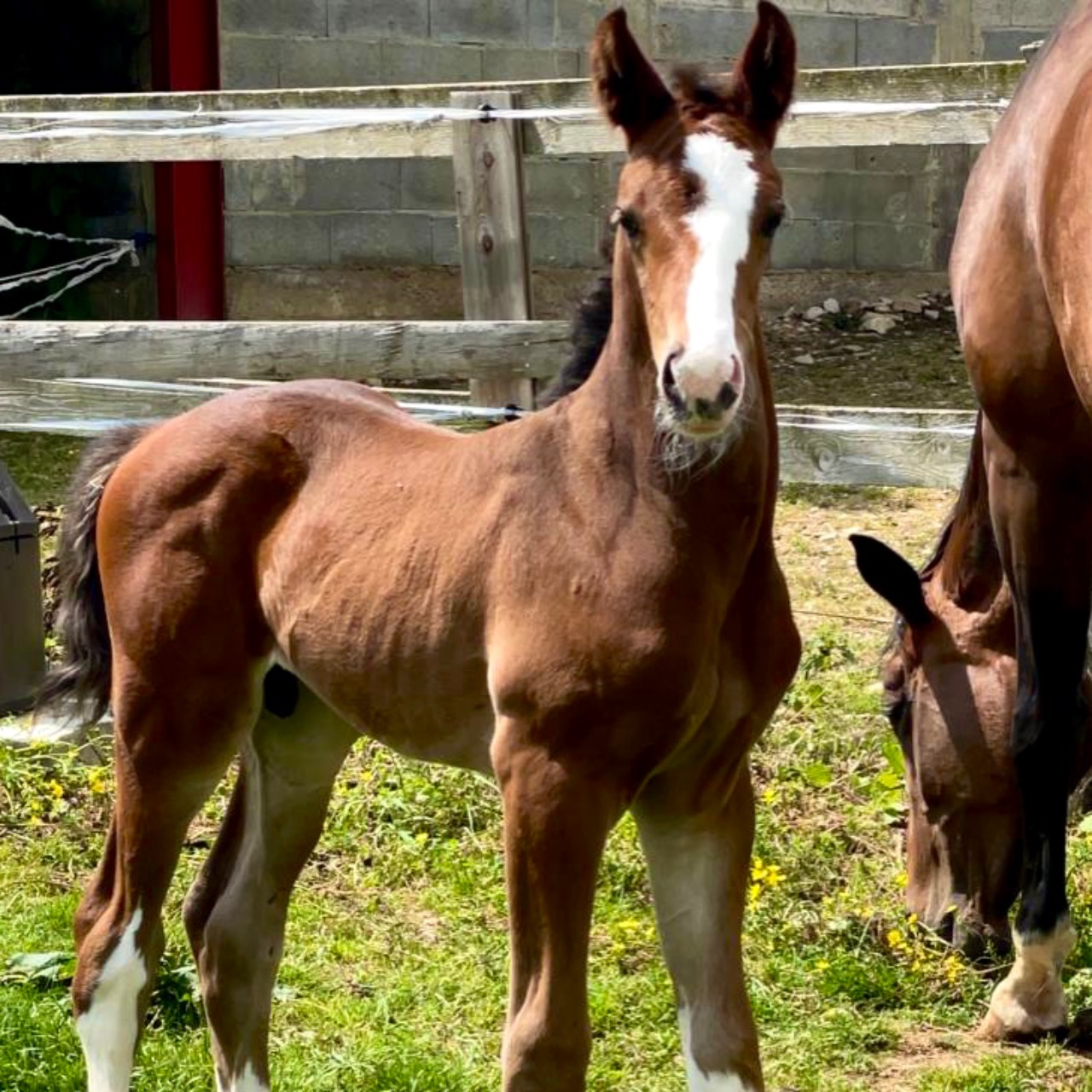 Image de l'annonce Poulain de dressage à vendre 