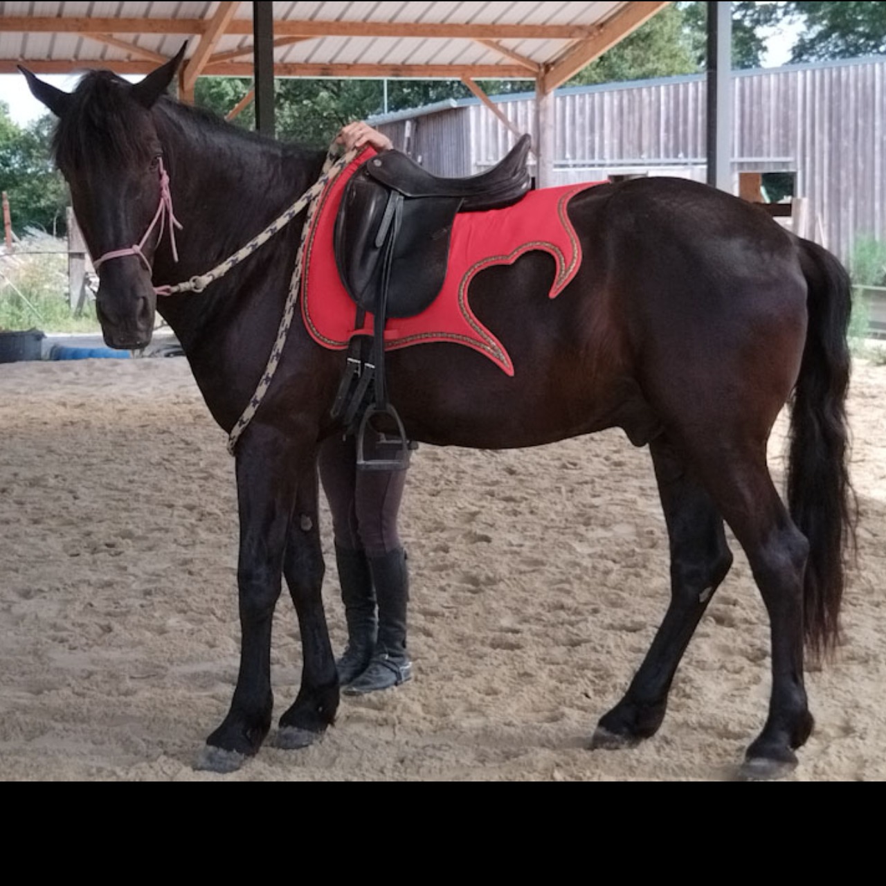 Image de l'annonce cheval de loisirs