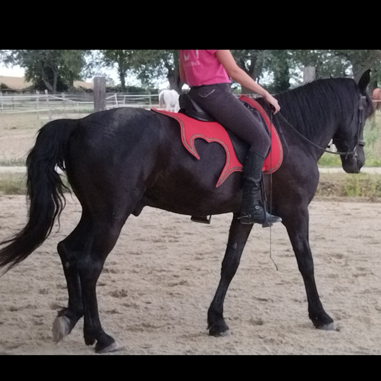 Image de l'annonce cheval de loisirs