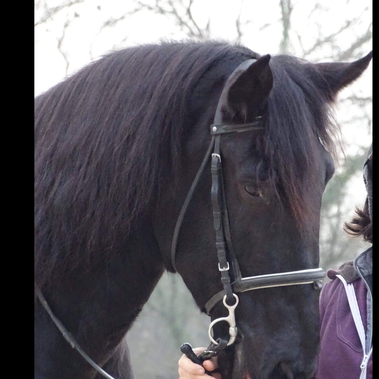Image de l'annonce cheval de loisirs