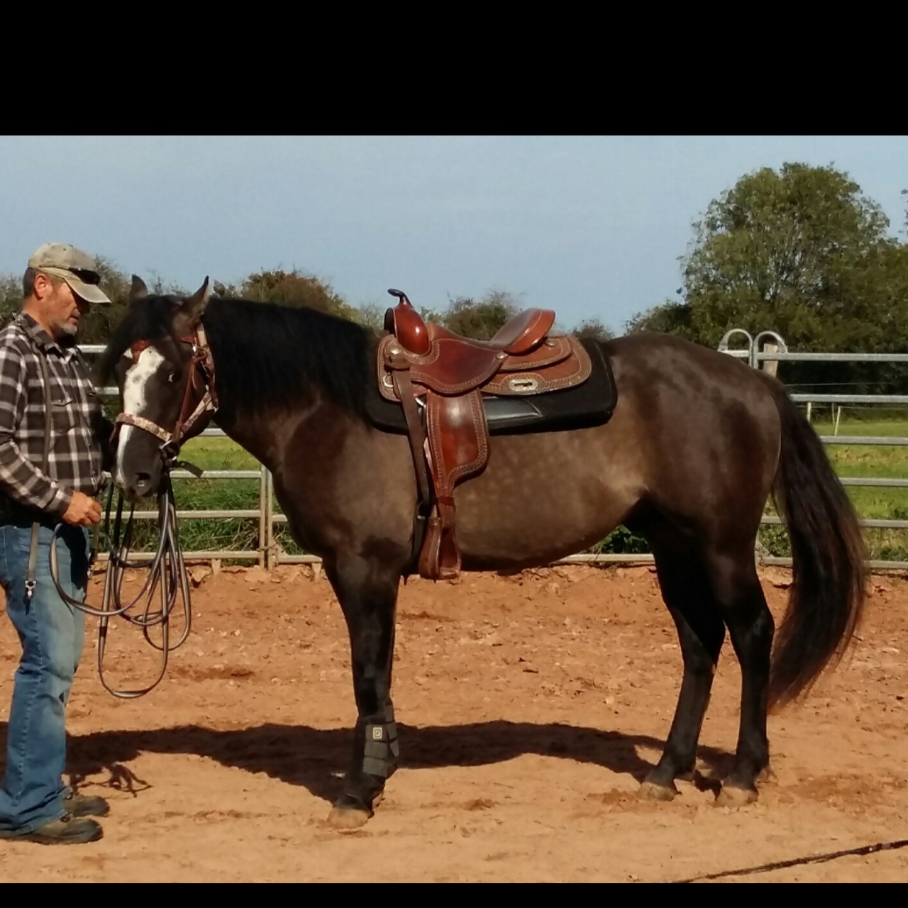 Image de l'annonce Quarter Horse Etalon Grullo 3 ans