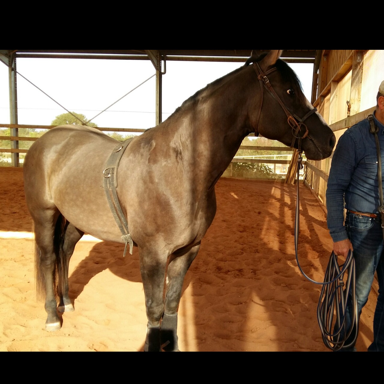 Image de l'annonce Quarter Horse Etalon Grullo 3 ans