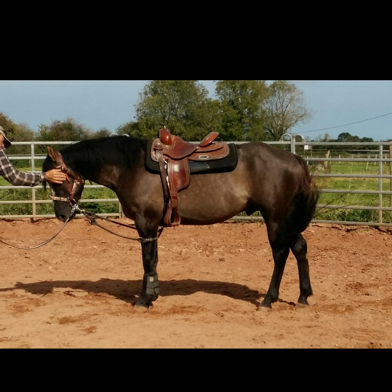Image de l'annonce Quarter Horse Etalon Grullo 3 ans