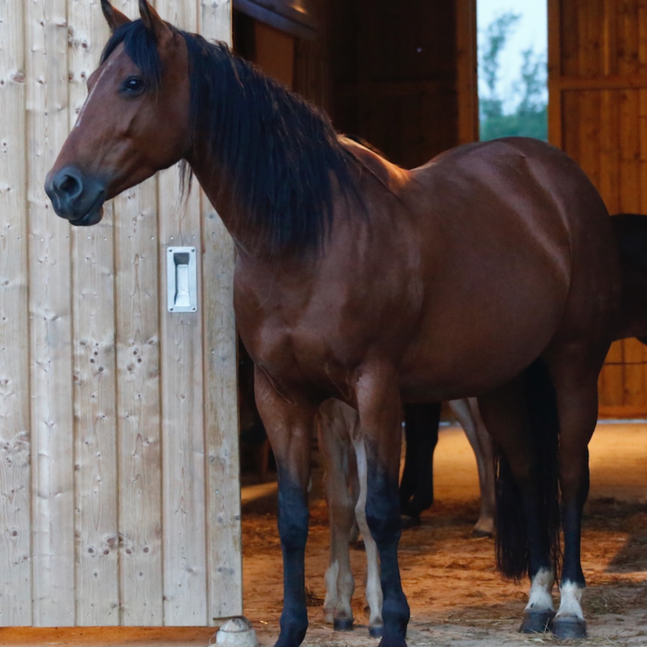 Image de l'annonce Poulinière Quarter Horse certifiée pleine