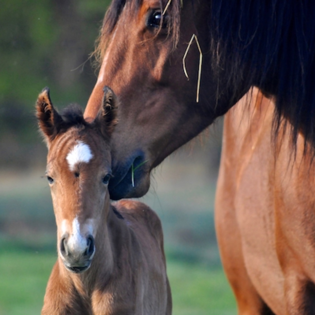 Image de l'annonce Poulinière Quarter Horse certifiée pleine