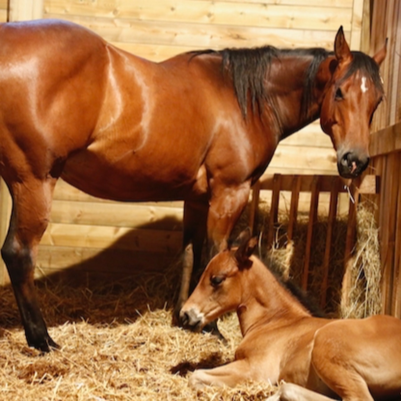 Image de l'annonce Poulinière Quarter Horse certifiée pleine