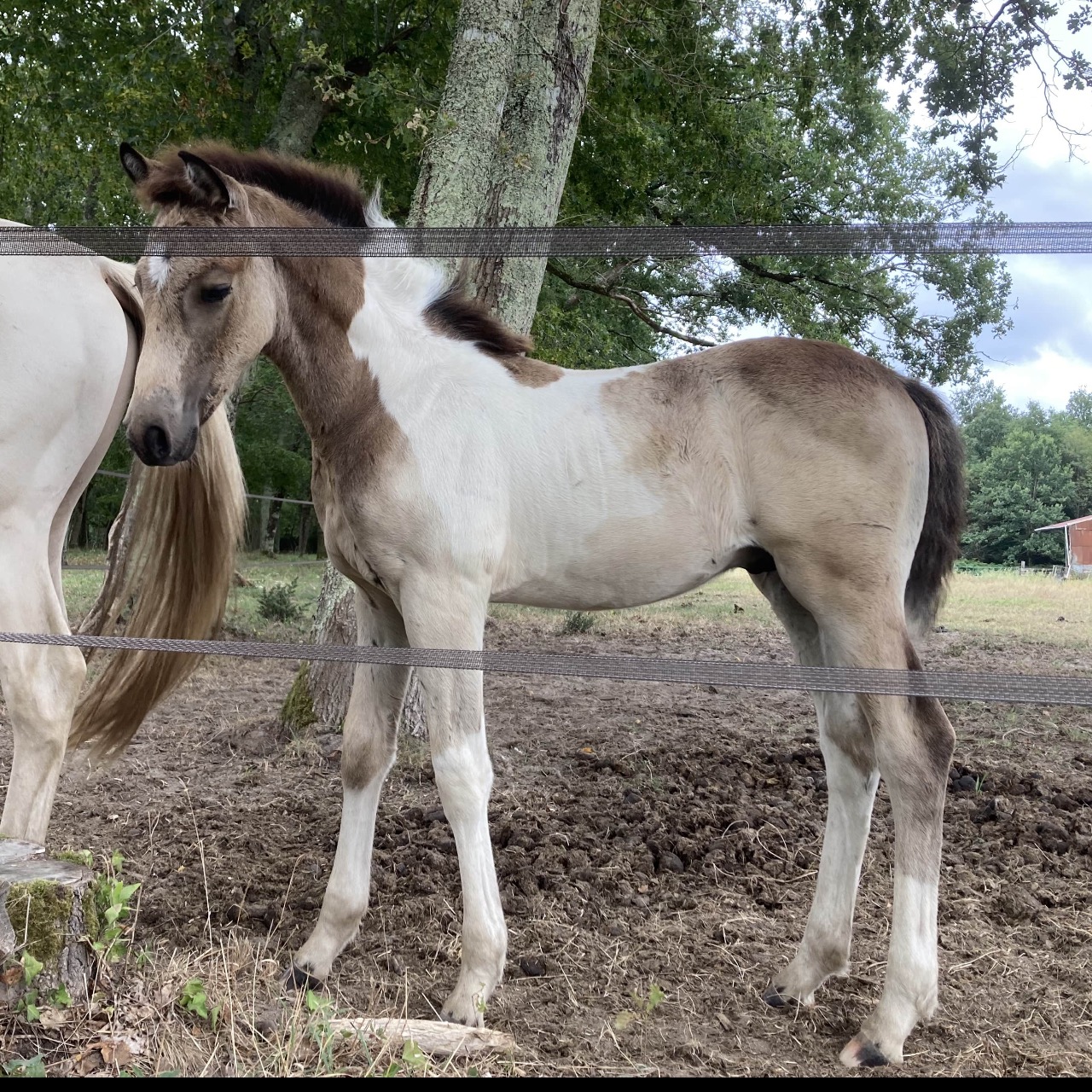 Image de l'annonce Poulain OC futur grand D ou hors côte 