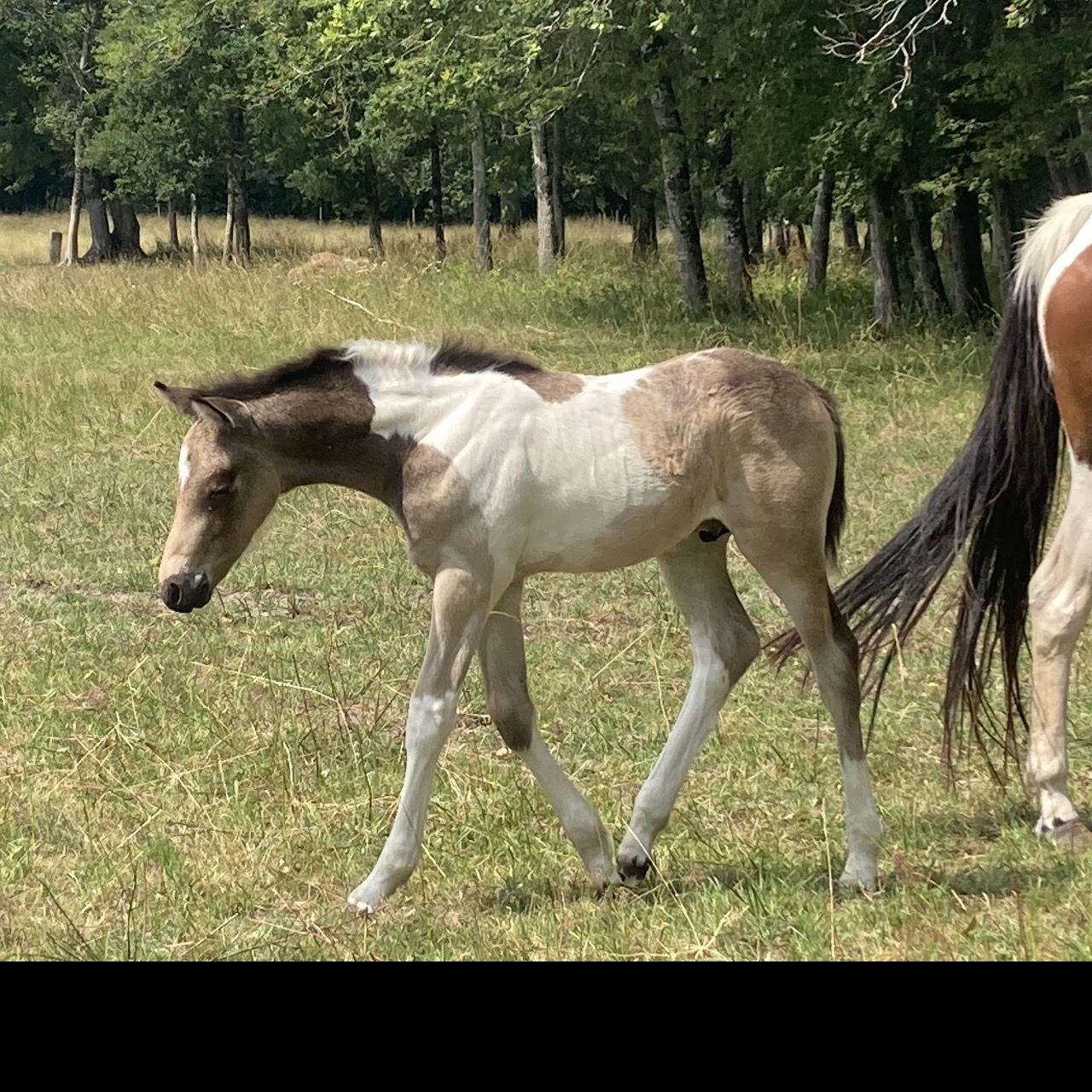 Image de l'annonce Poulain OC futur grand D ou hors côte 