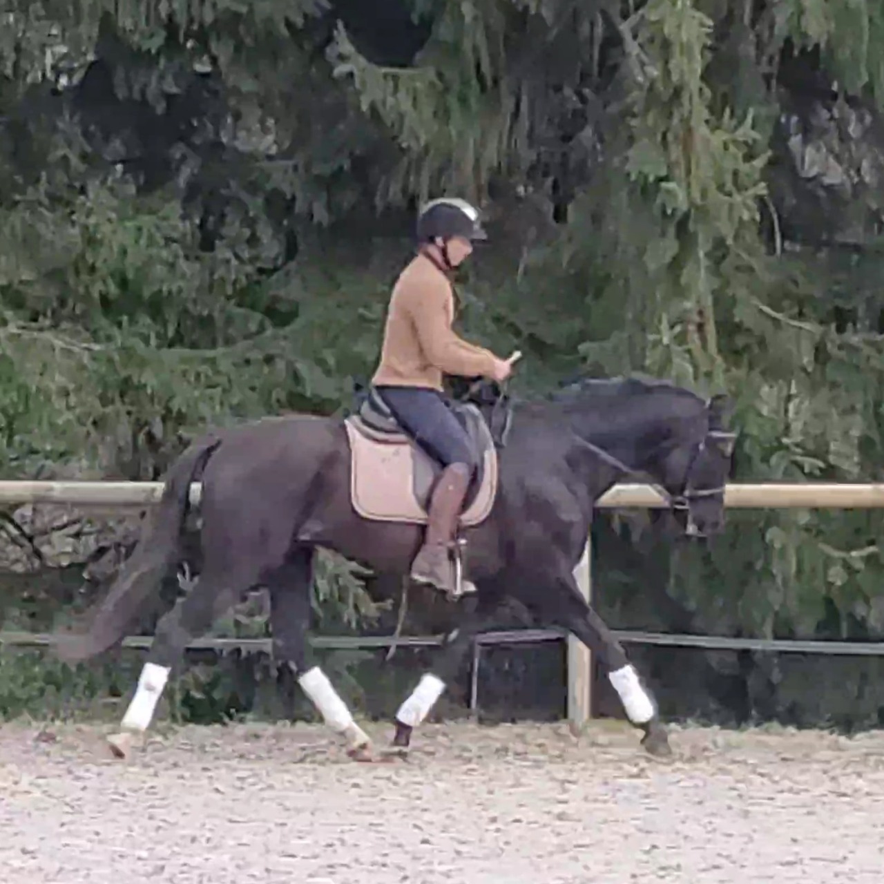 Image de l'annonce Pure race espagnole noir