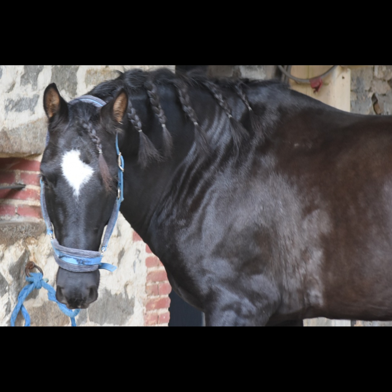 Image de l'annonce Pure race espagnole noir