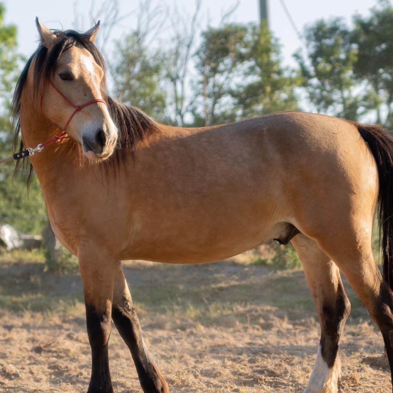 Image de l'annonce Poney wesh cob