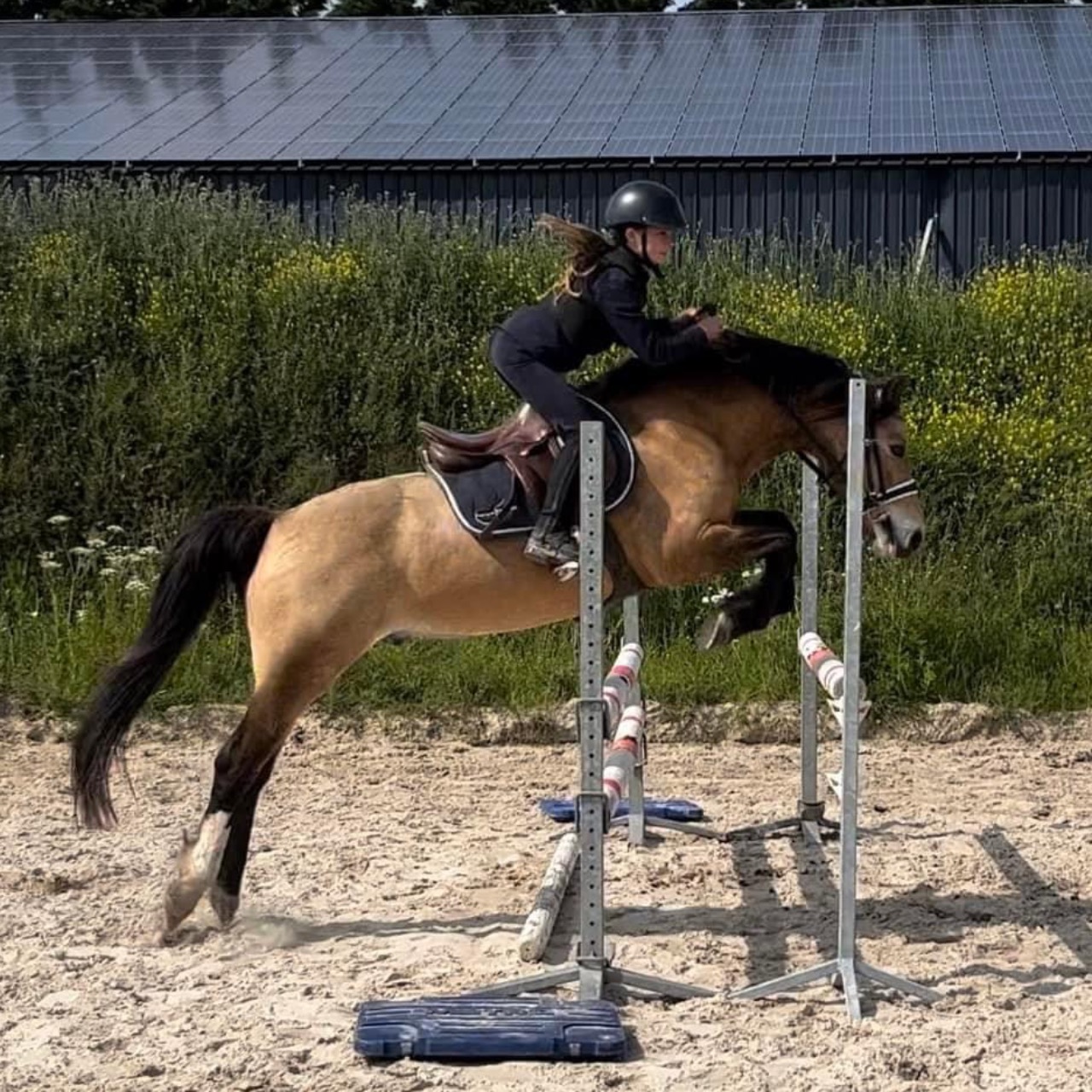 Image de l'annonce Poney wesh cob
