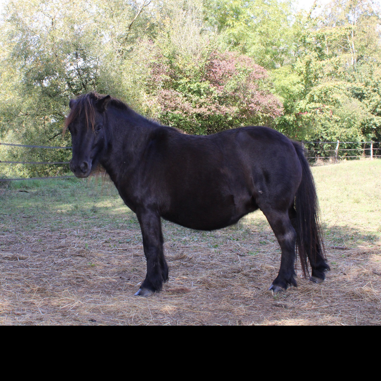 Image de l'annonce PONETTE SHETLAND