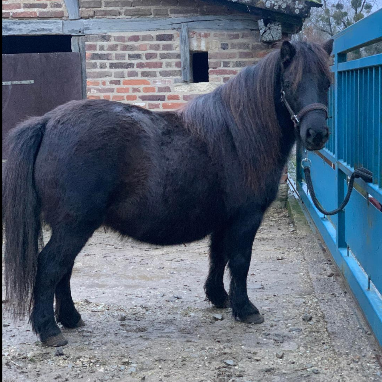 Image de l'annonce PONETTE SHETLAND
