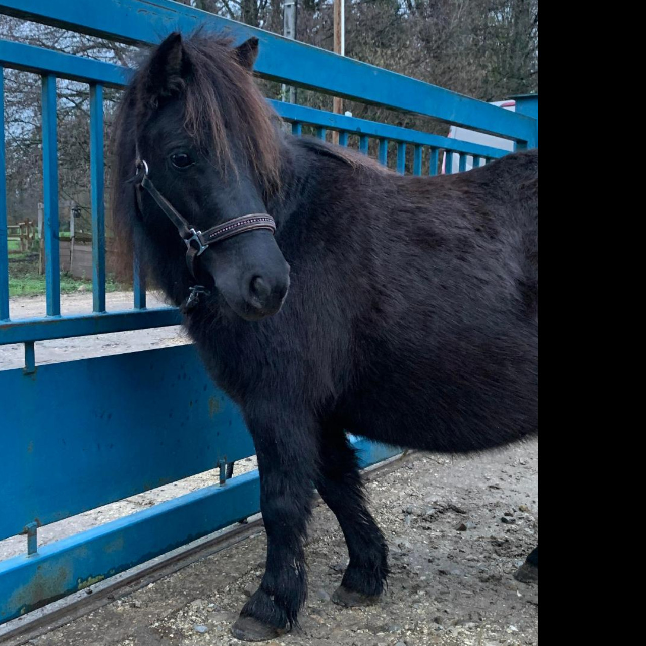 Image de l'annonce PONETTE SHETLAND