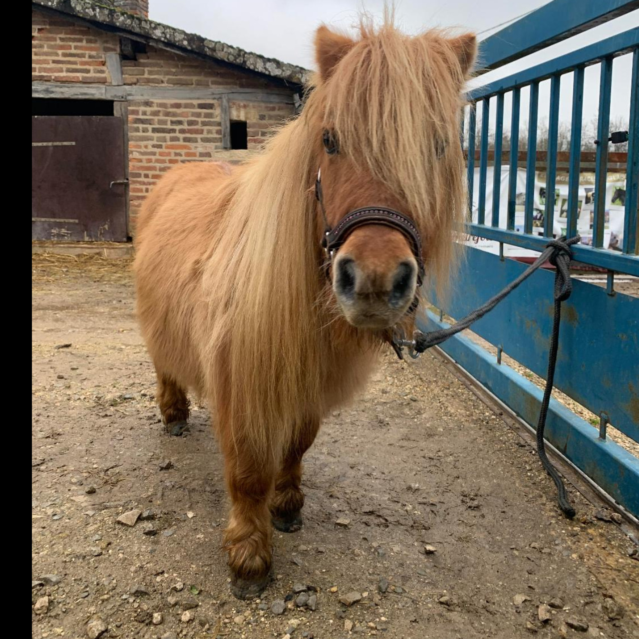 Image de l'annonce Petite ponette Shetland