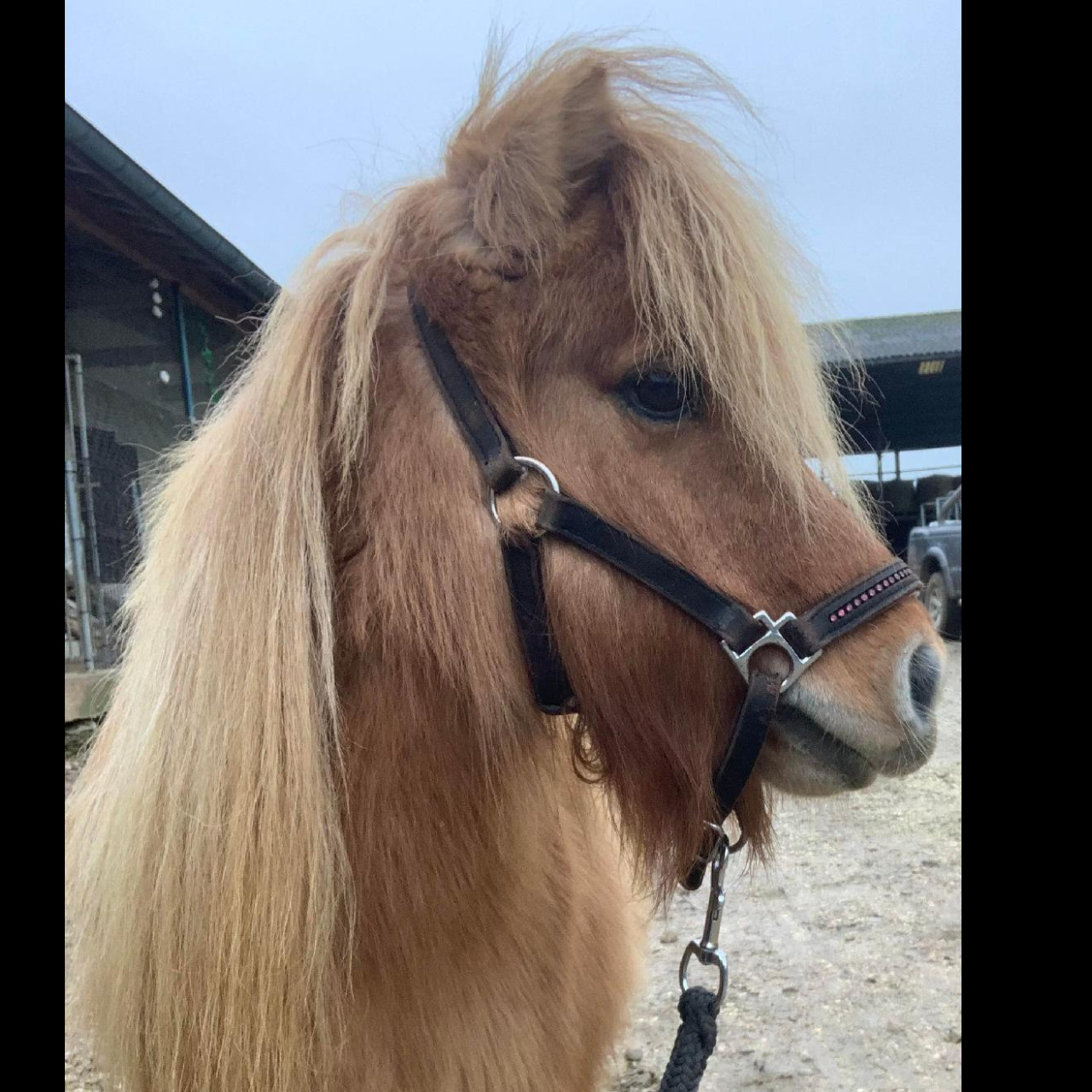 Image de l'annonce Petite ponette Shetland